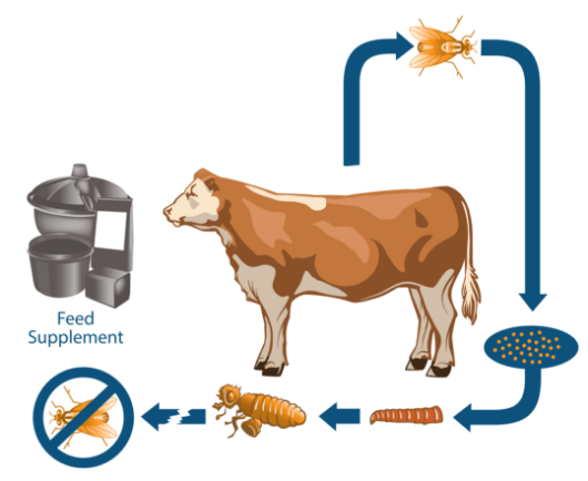 Fly Control Methods to Boost Your Cattle's Performance — KRose Company