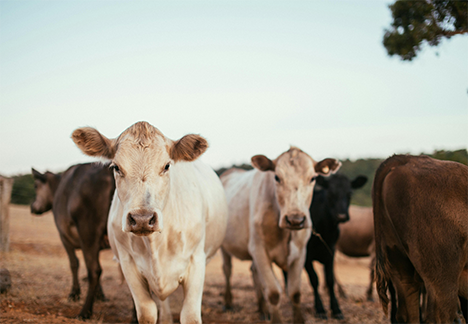 cattle grazing