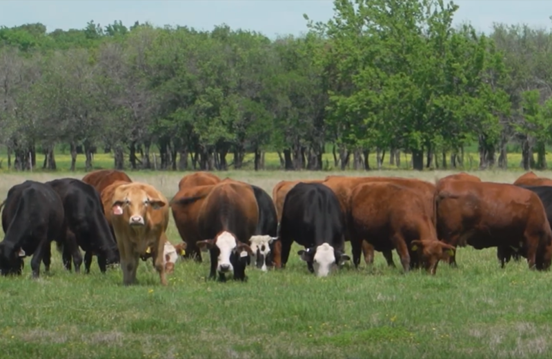 cattle handling