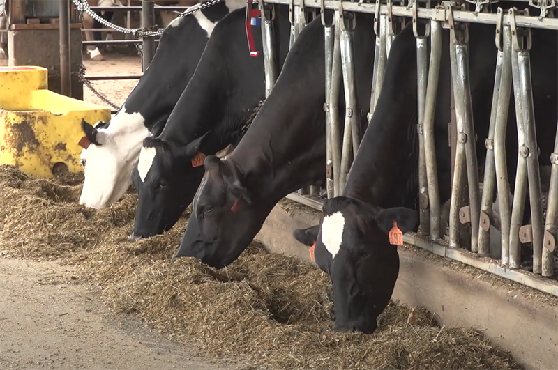 dairy cows feeding