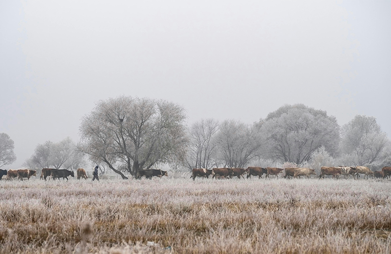 winterize cattle